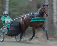 Ugly Duckling 161201-1